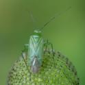 Ligocoris pabulinus.jpg